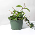 Hoya Carnosa Green Jade