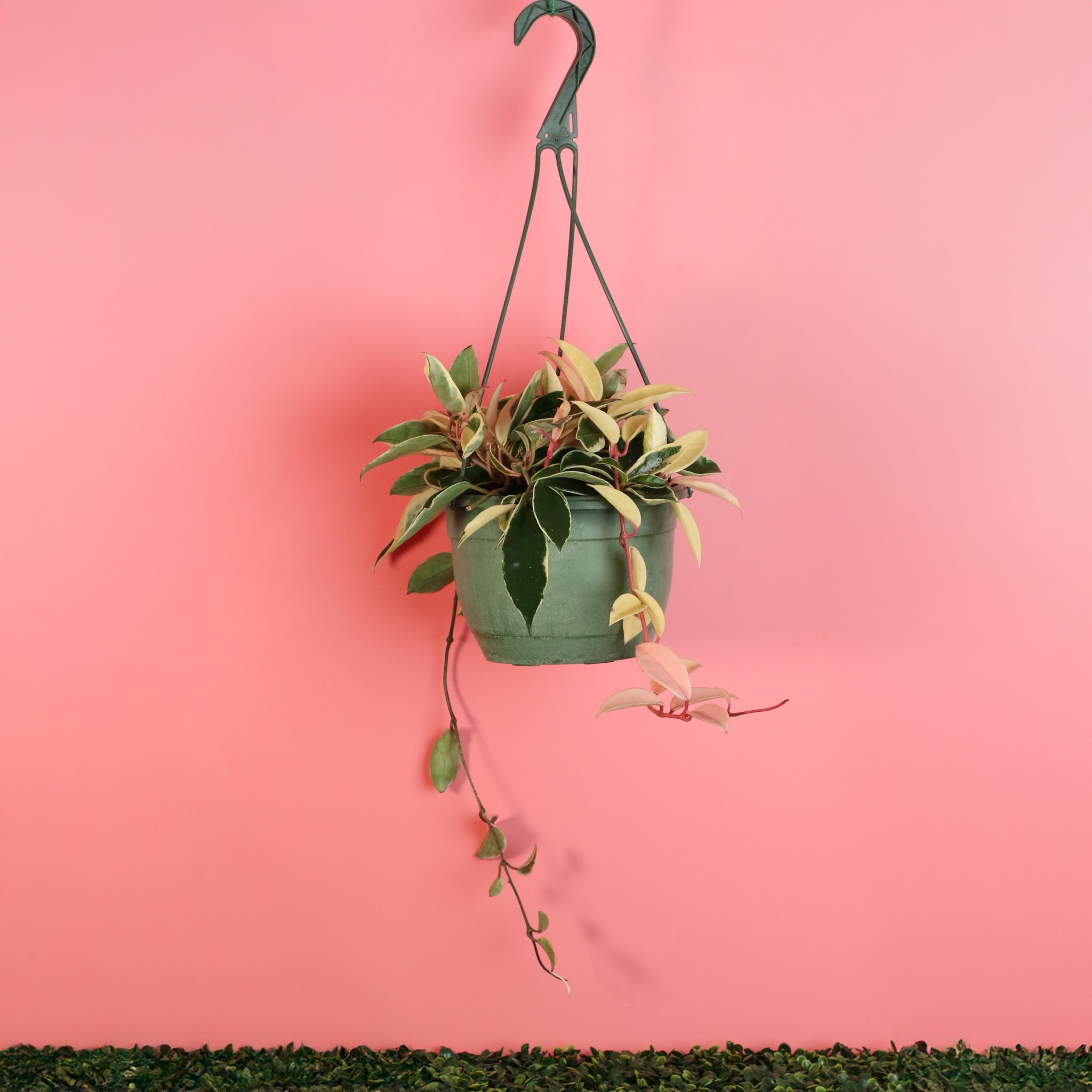 Hoya Krimson Queen Pink Plant