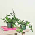 Hoya Carnosa and Pubicalyx Bundle