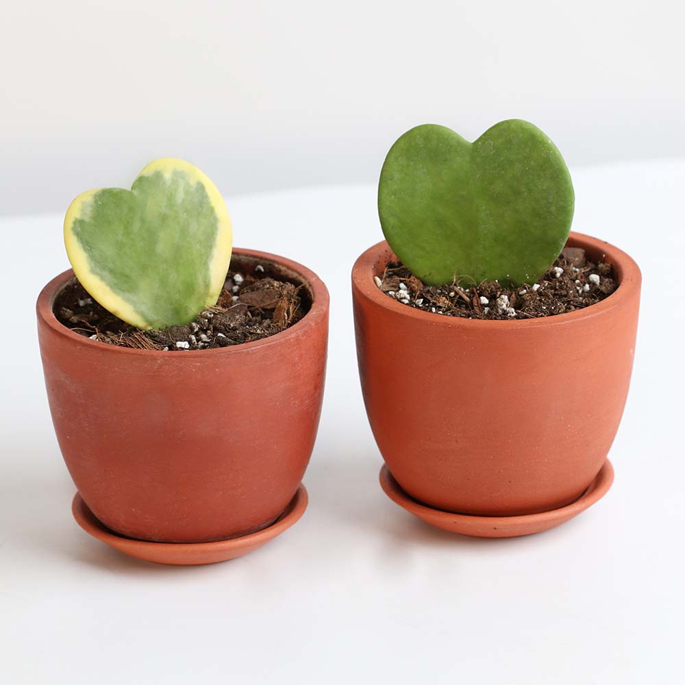 Hoya Kerrii Hearts Bundle
