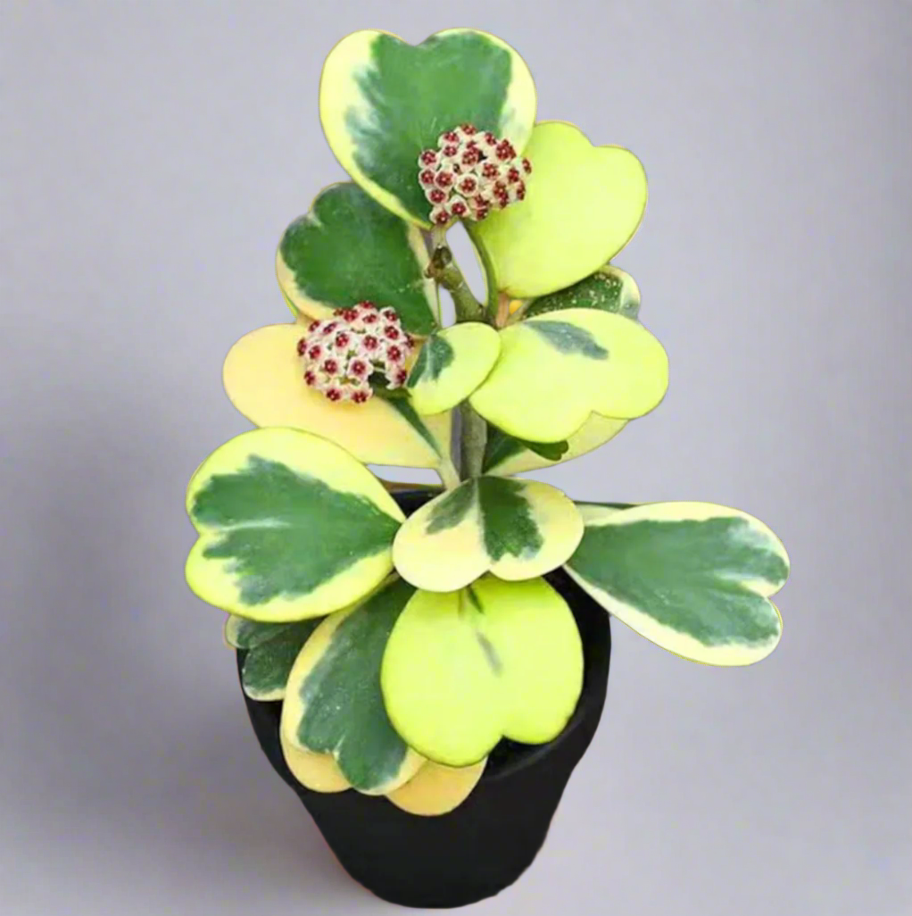 Hoya Kerrii 'Heart' VARIEGATED Sweetheart Valentine Plant