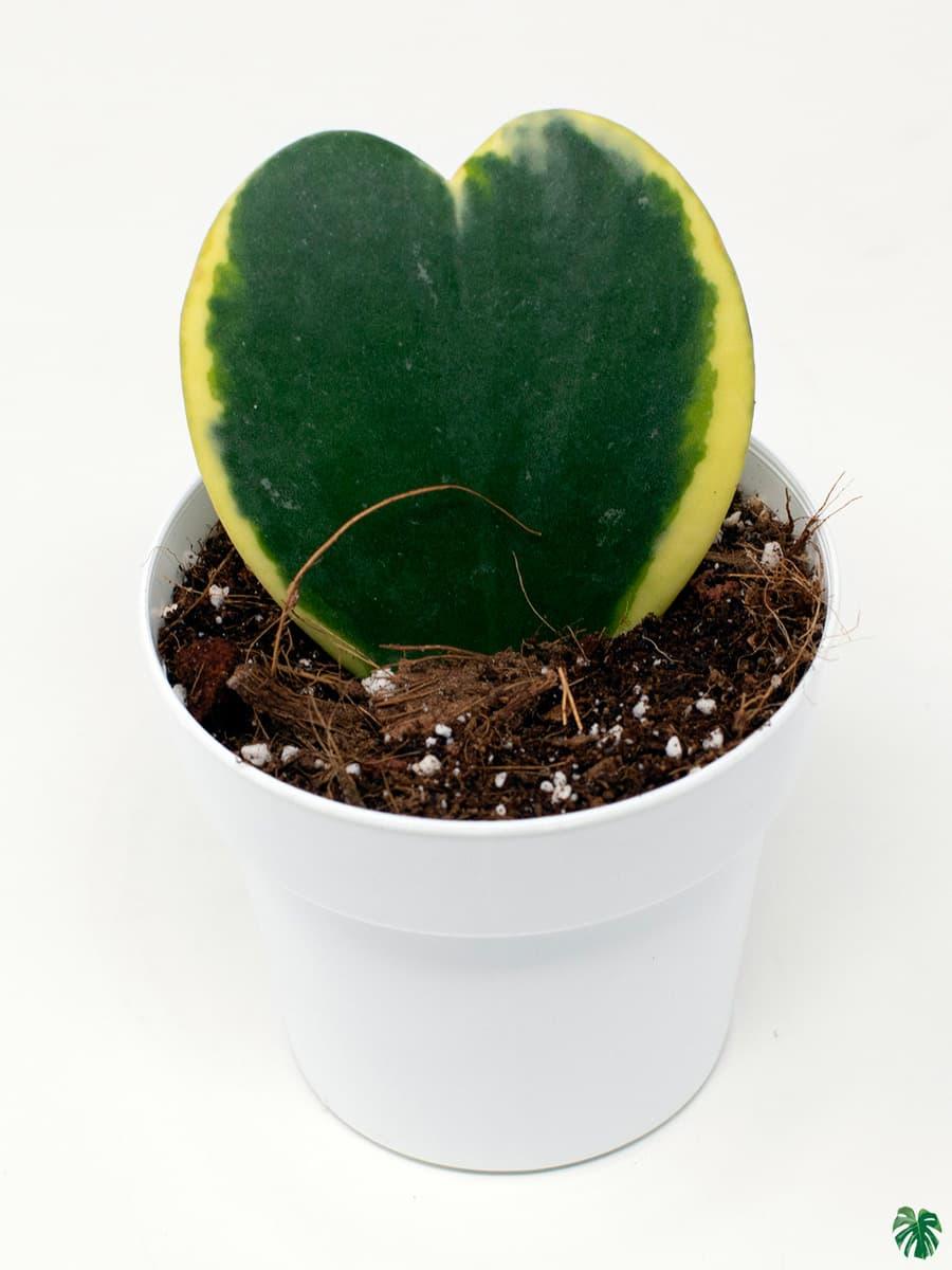 Variegated Sweetheart Hoya Kerrii Albo