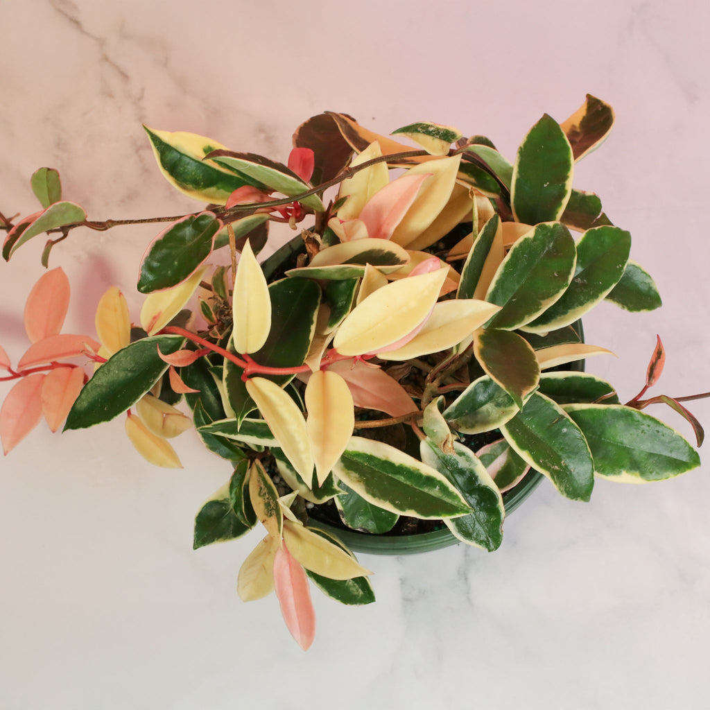 Hoya Krimson Queen Pink Plant