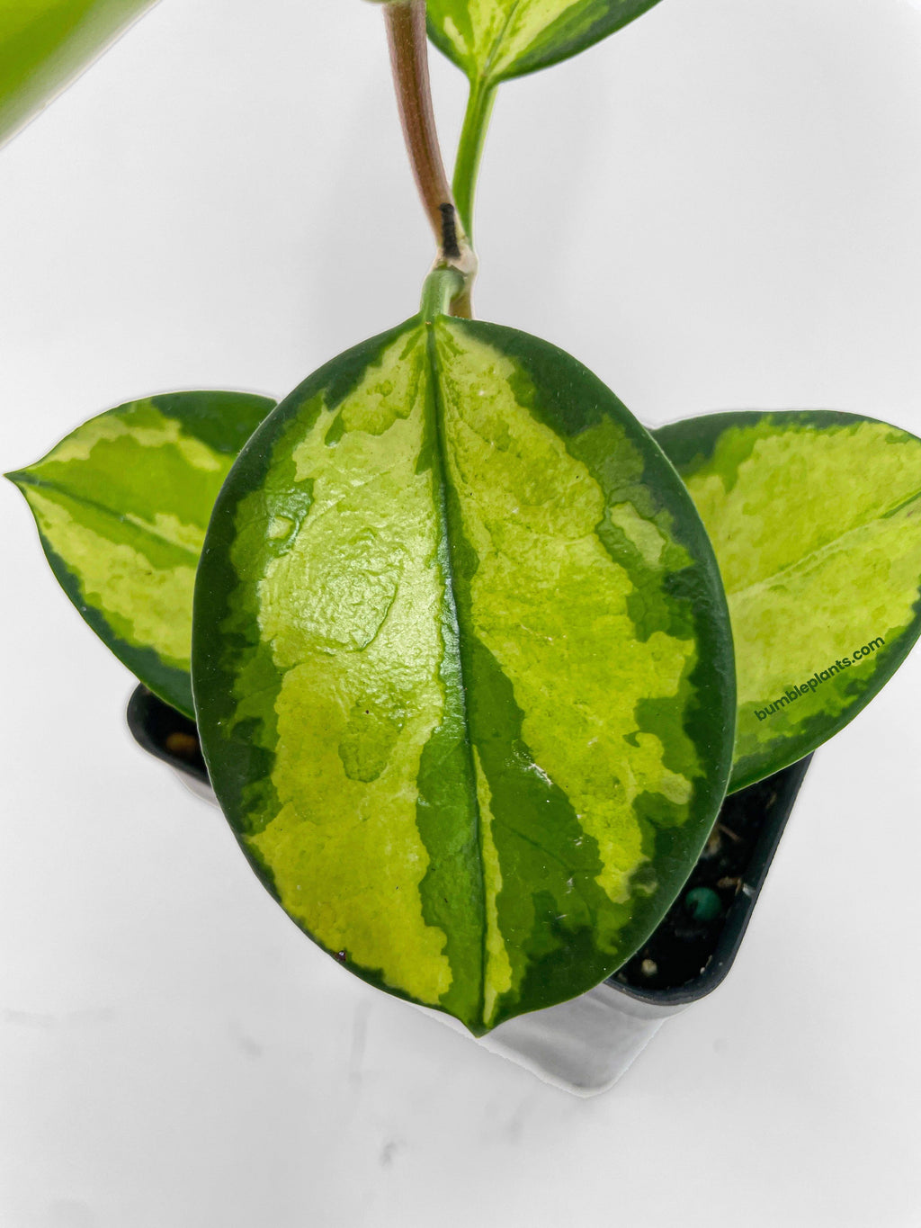 Hoya Australis Lisa Variegata
