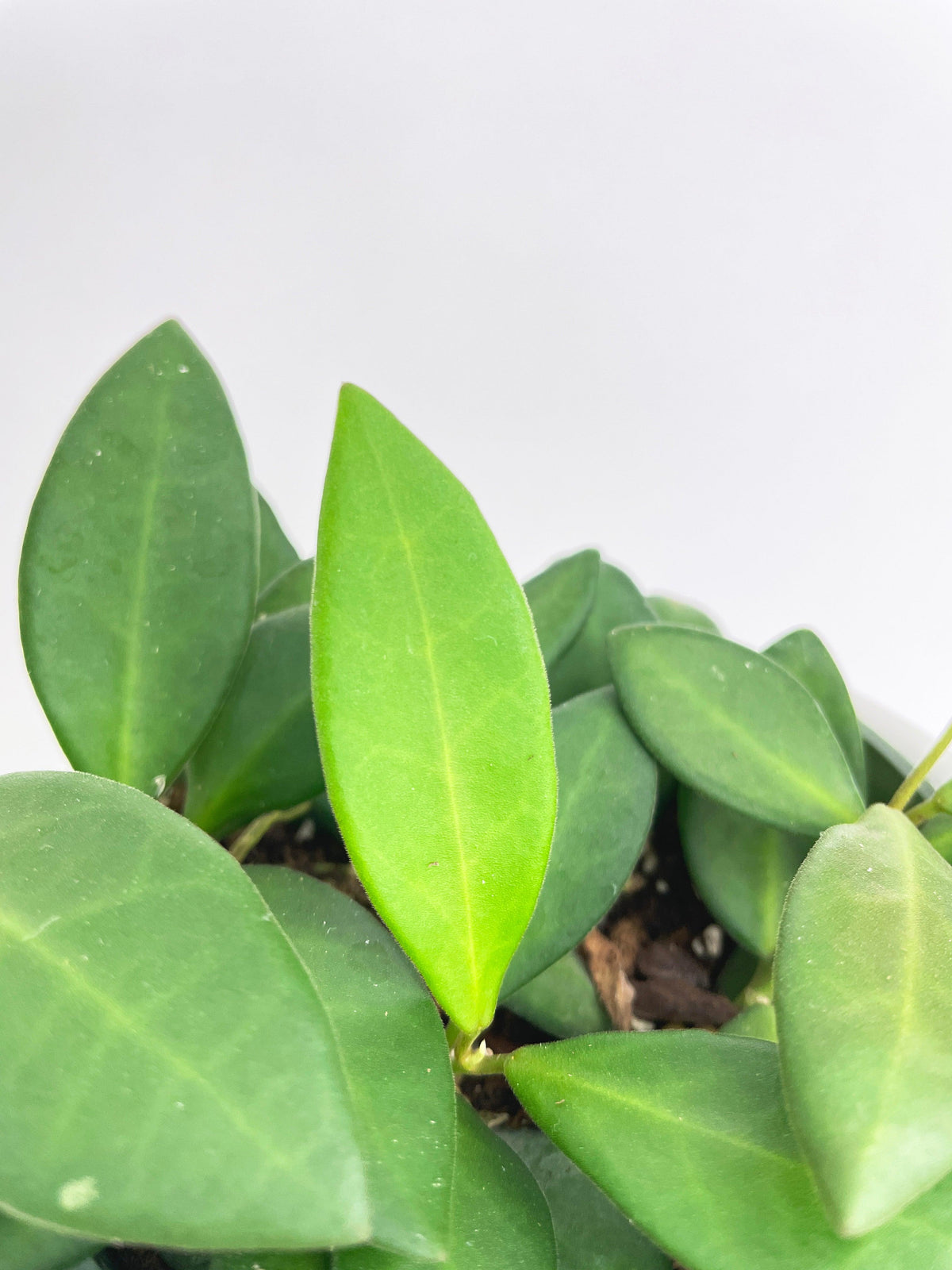 Hoya Bilobata Sub Burtoniae