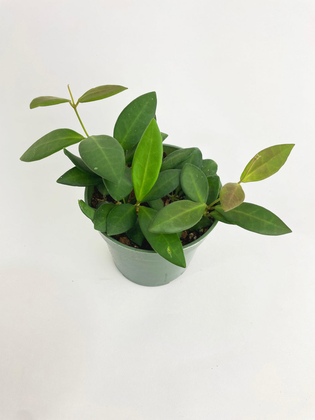 Hoya Bilobata Sub Burtoniae
