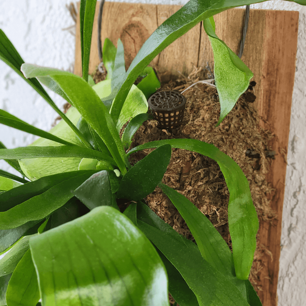 Fertilizer Basket - Lyfe Slow Release