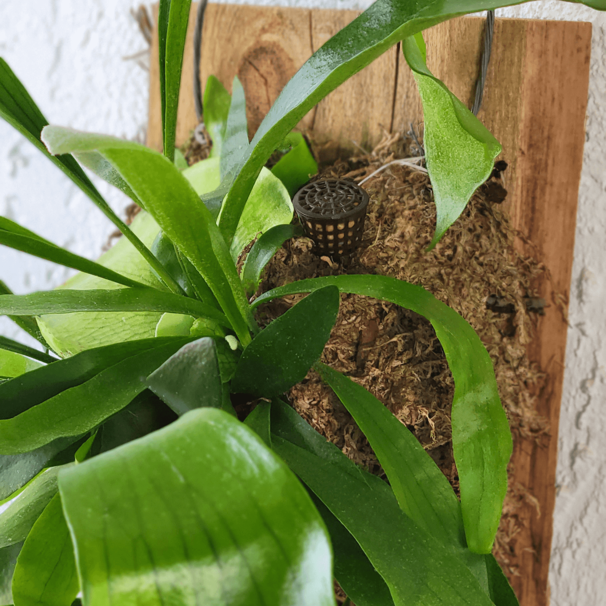 Fertilizer Basket - Lyfe Slow Release