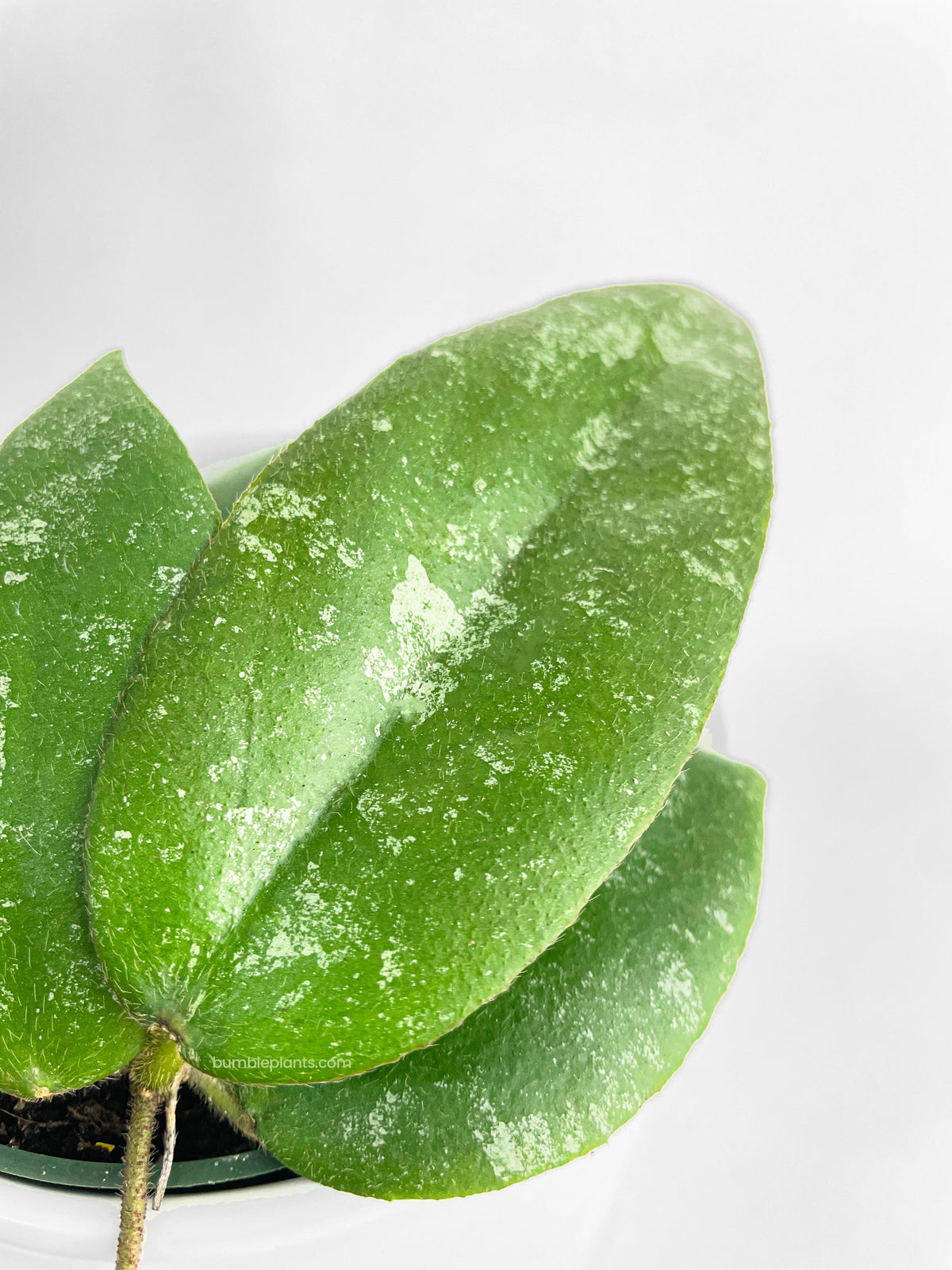 Hoya Caudata Sumatra