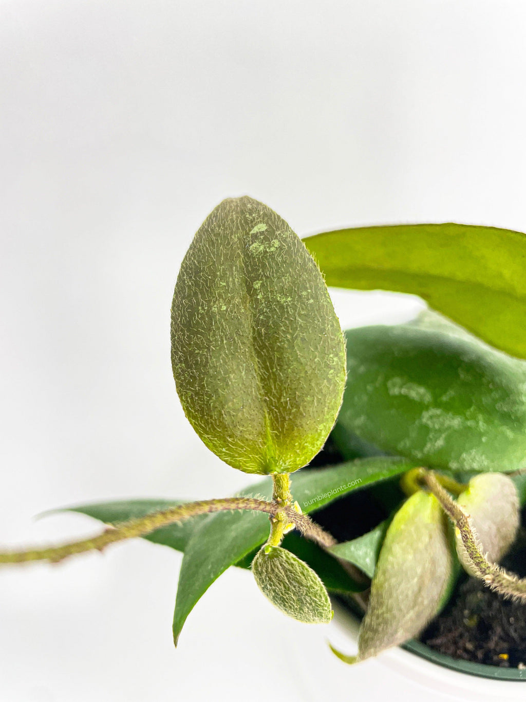 Hoya Caudata Sumatra