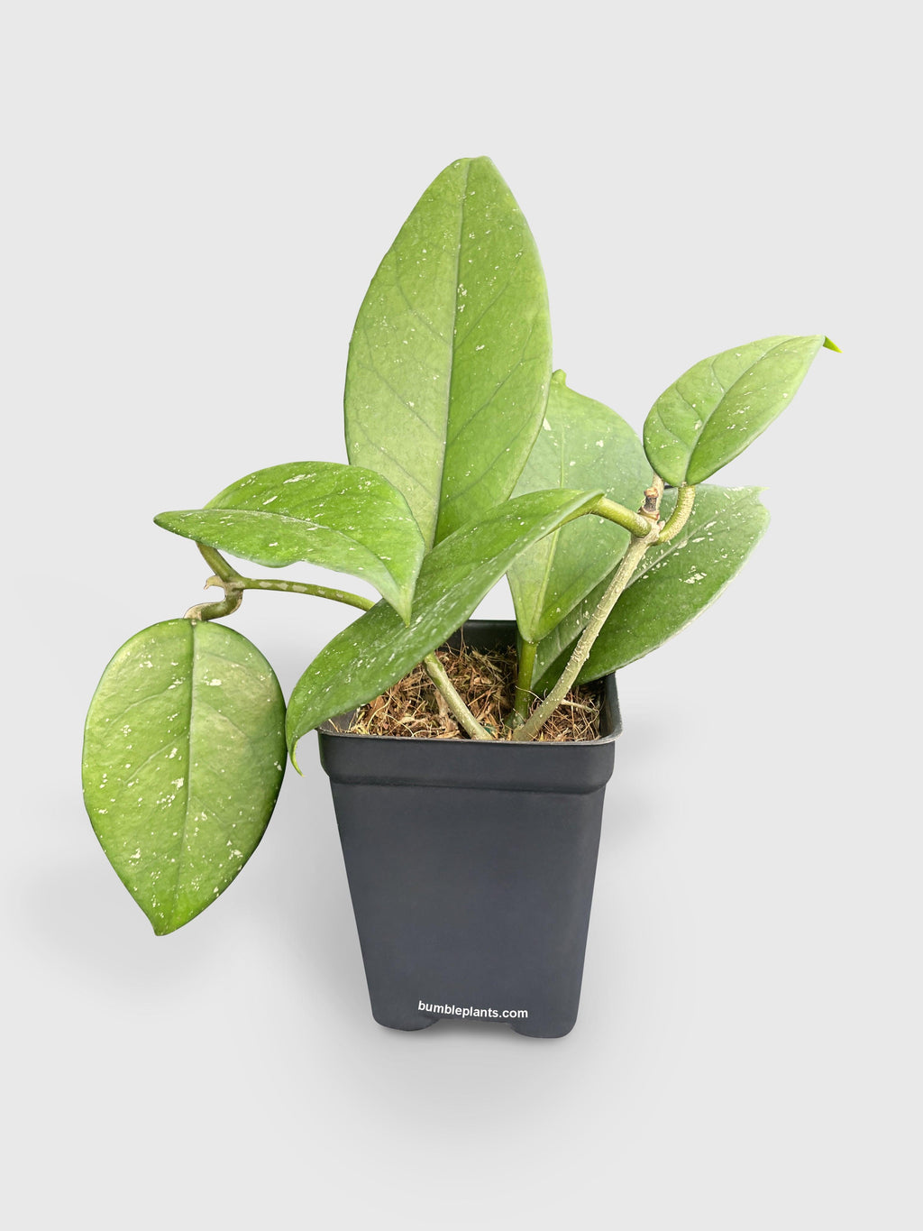 Hoya Fungii