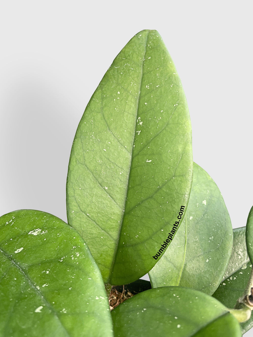 Hoya Fungii