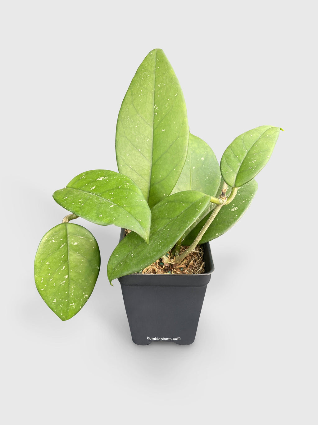 Hoya Fungii