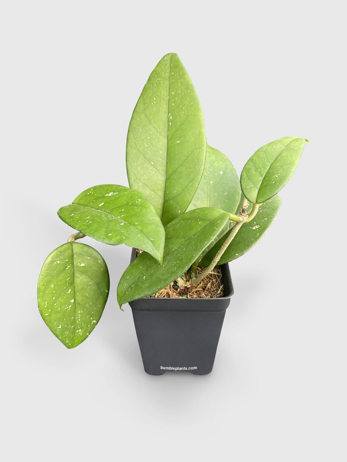 Hoya Fungii