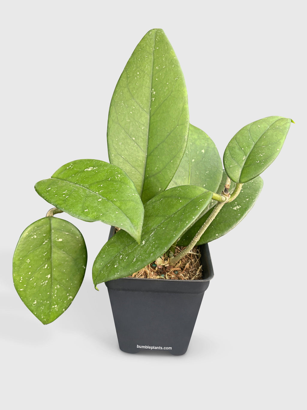 Hoya Fungii
