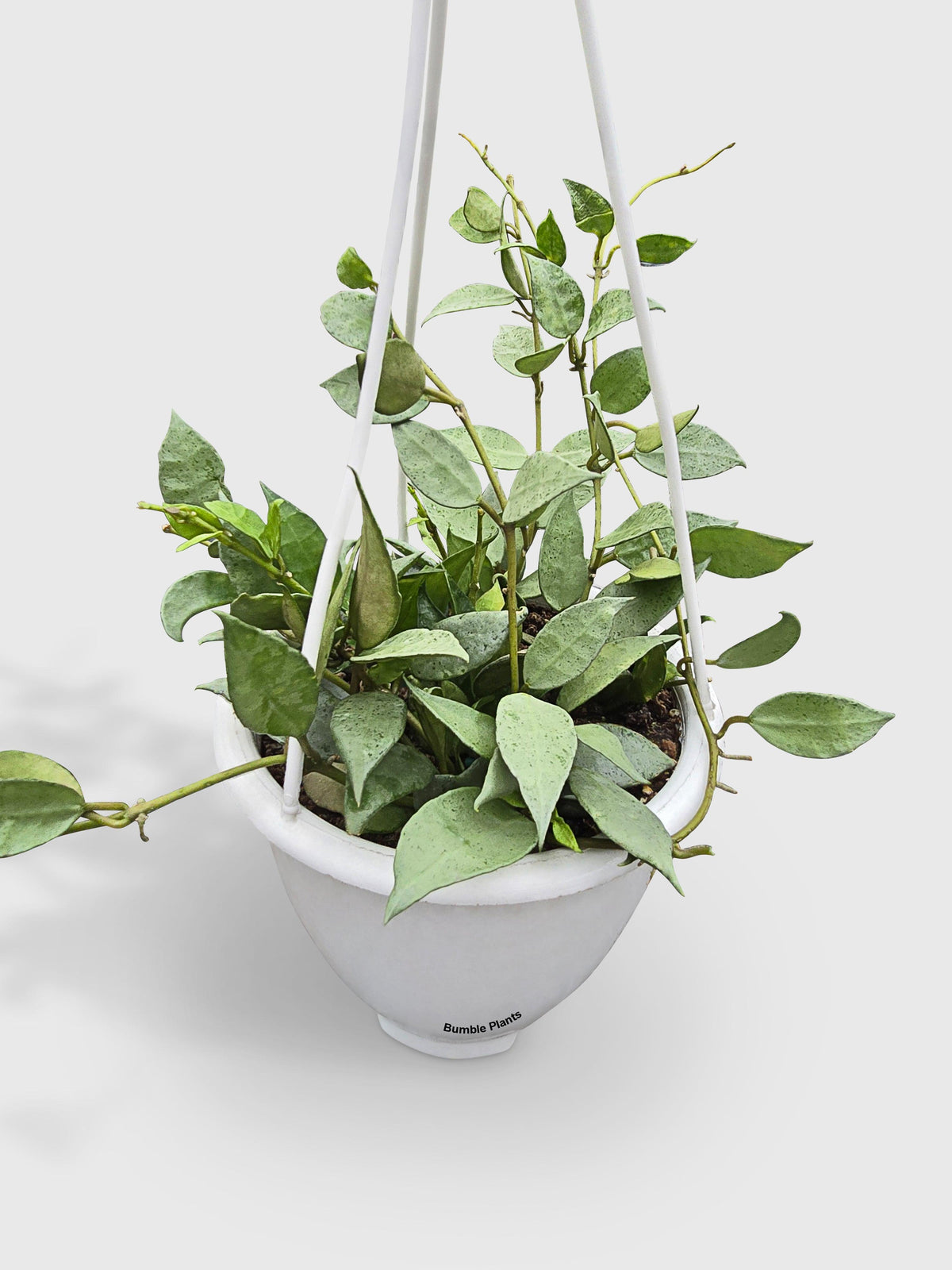 Hoya Lacunosa 'Silver Mint Coin'