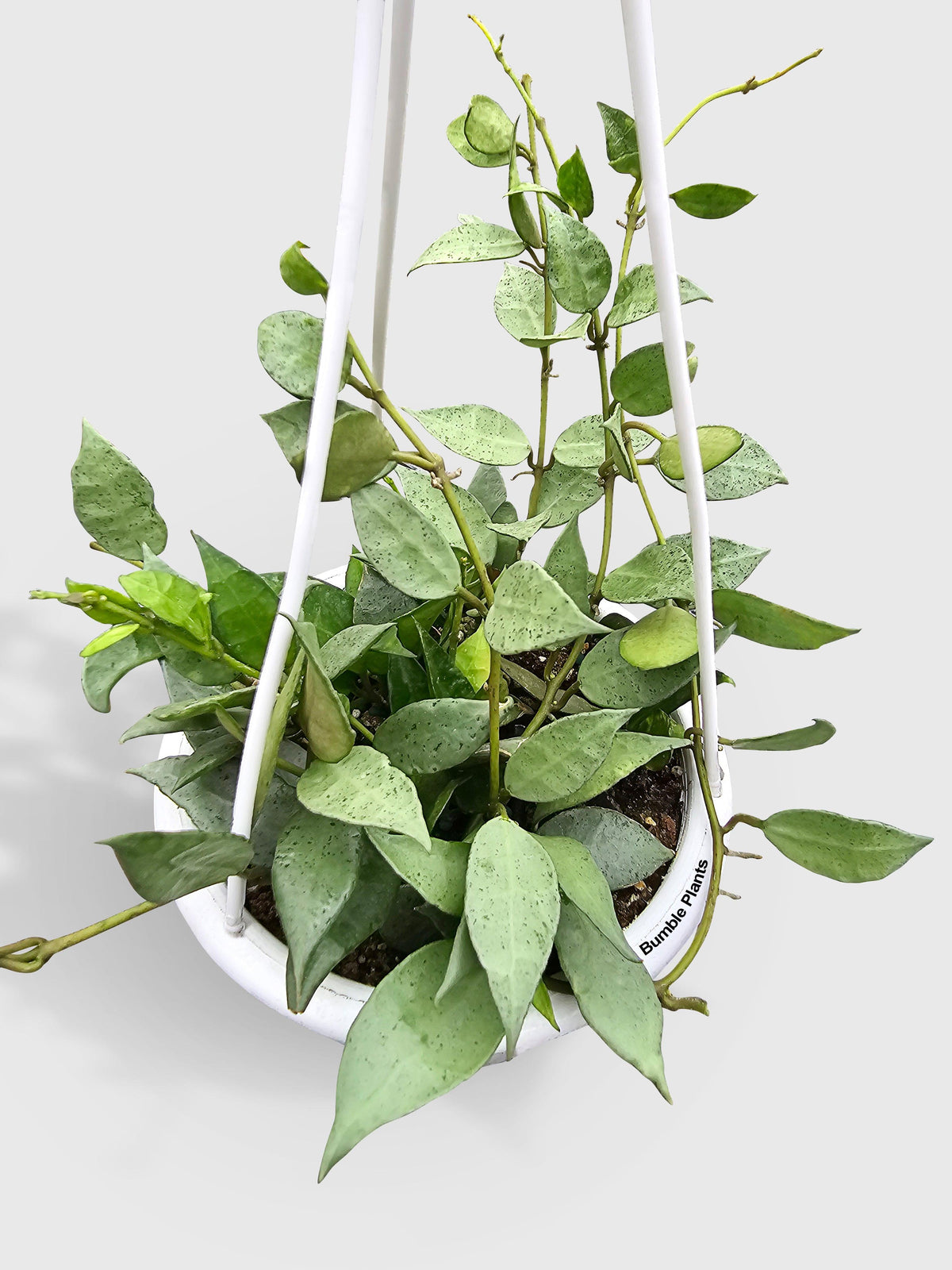 Hoya Lacunosa 'Silver Mint Coin'
