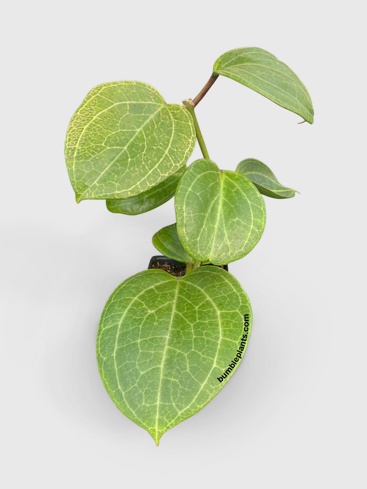 Hoya Latifolia sp. Sarawak Cream
