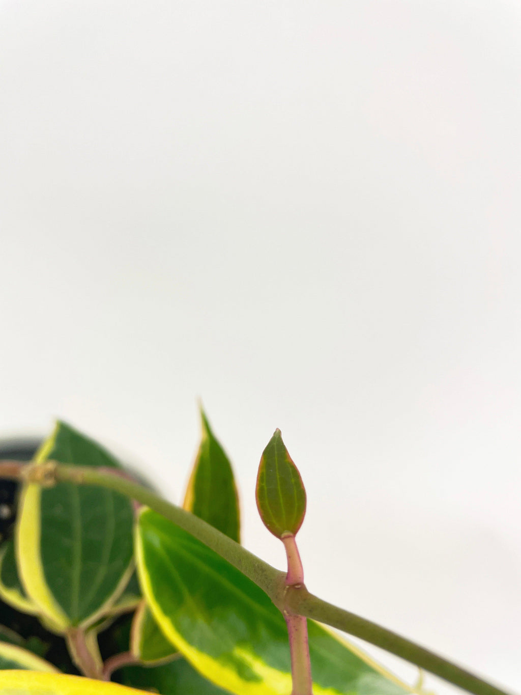 Variegated Hoya Macrophylla Albo