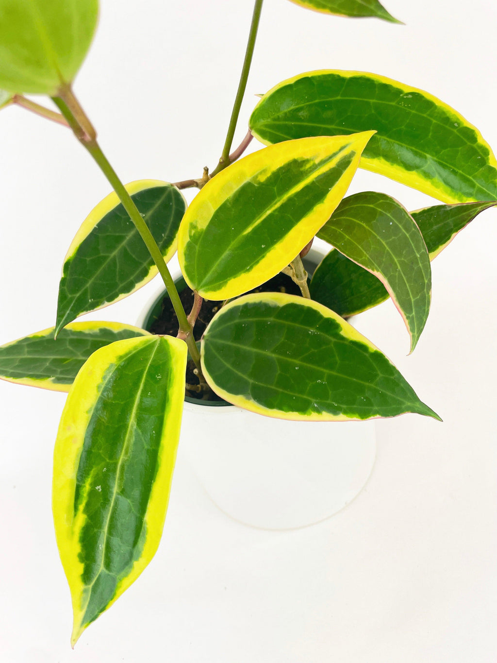 Variegated Hoya Macrophylla Albo