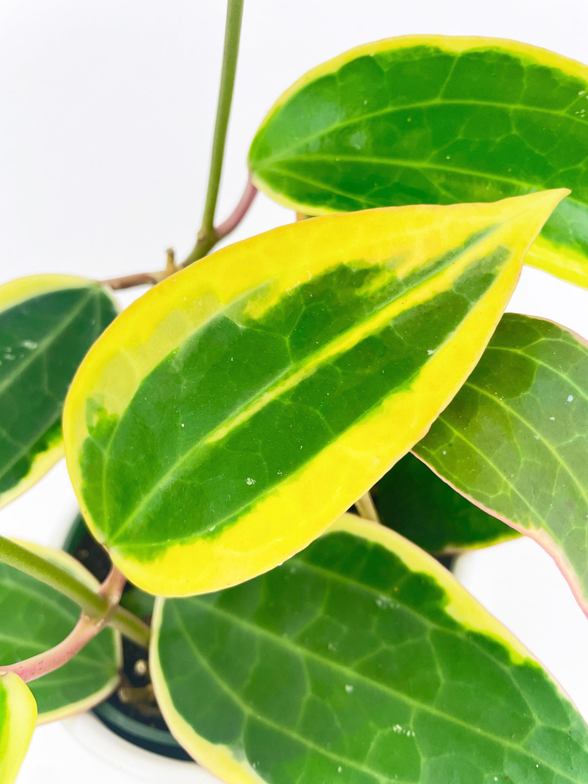 Variegated Hoya Macrophylla Albo