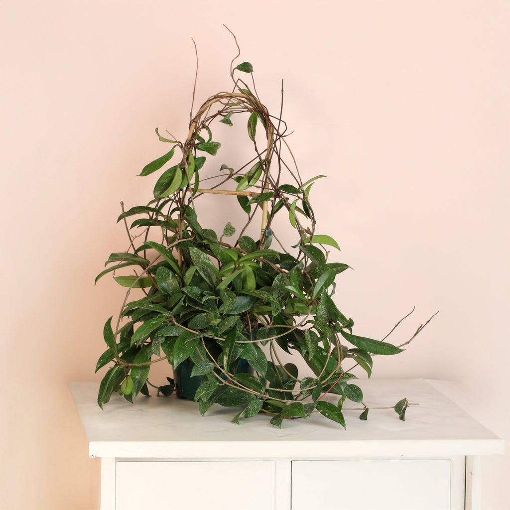 Hoya Pubicalyx Splash Vining Plant