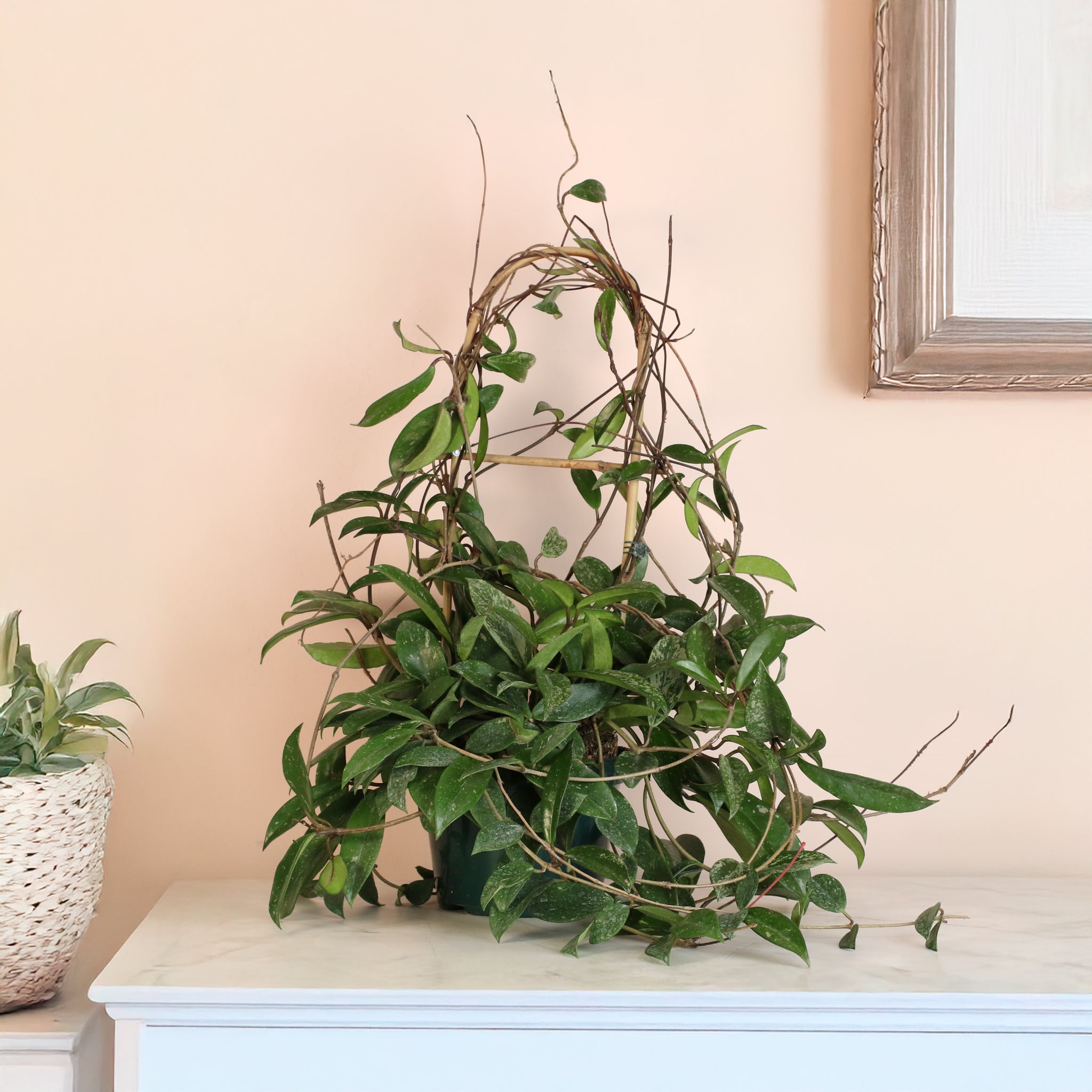 Hoya Pubicalyx Splash Vining Plant