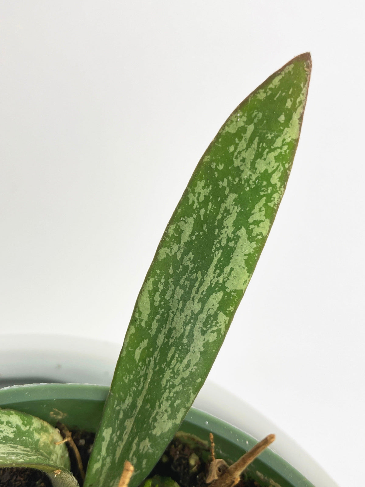 Hoya Sigillatis