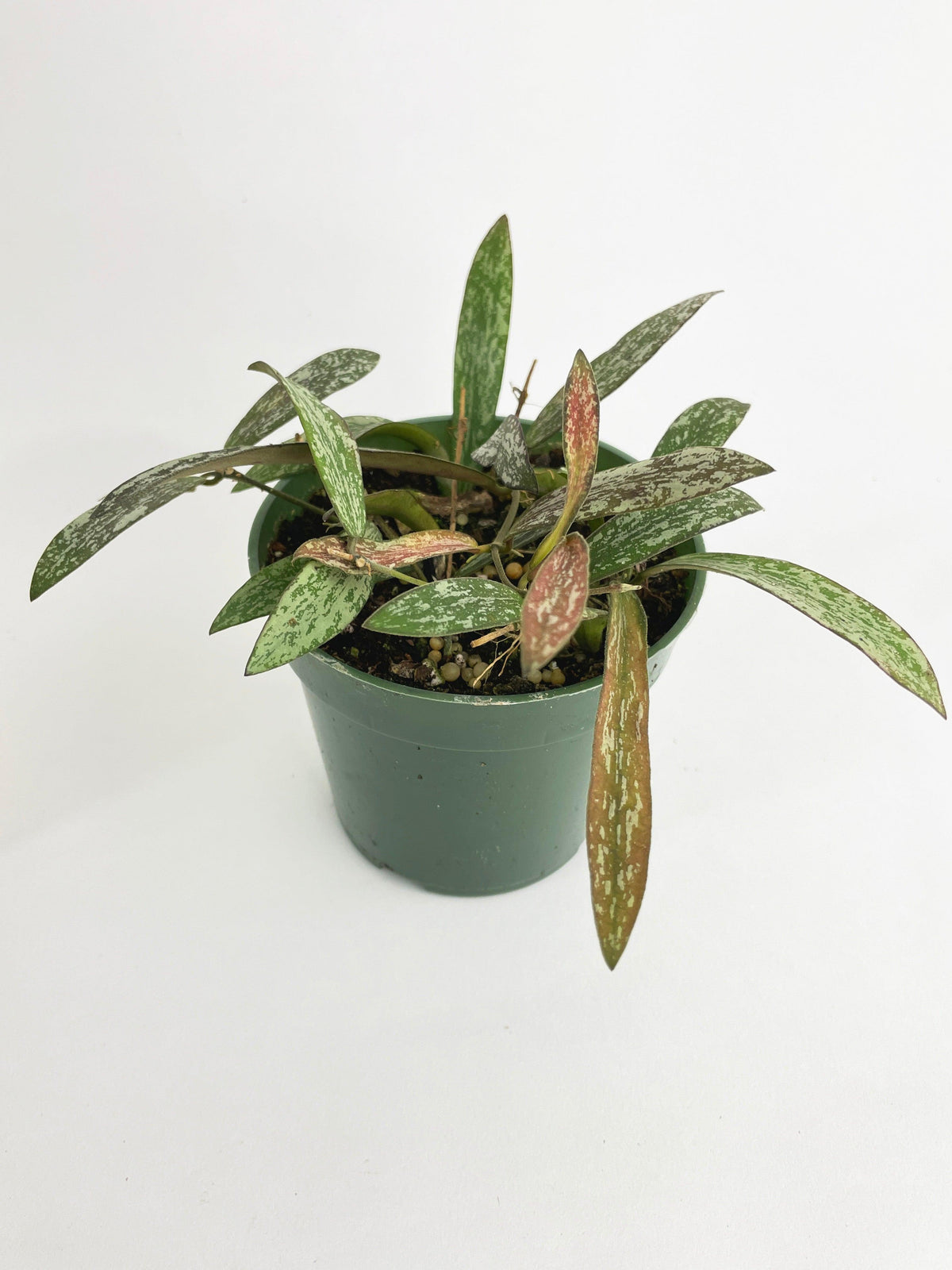 Hoya Sigillatis