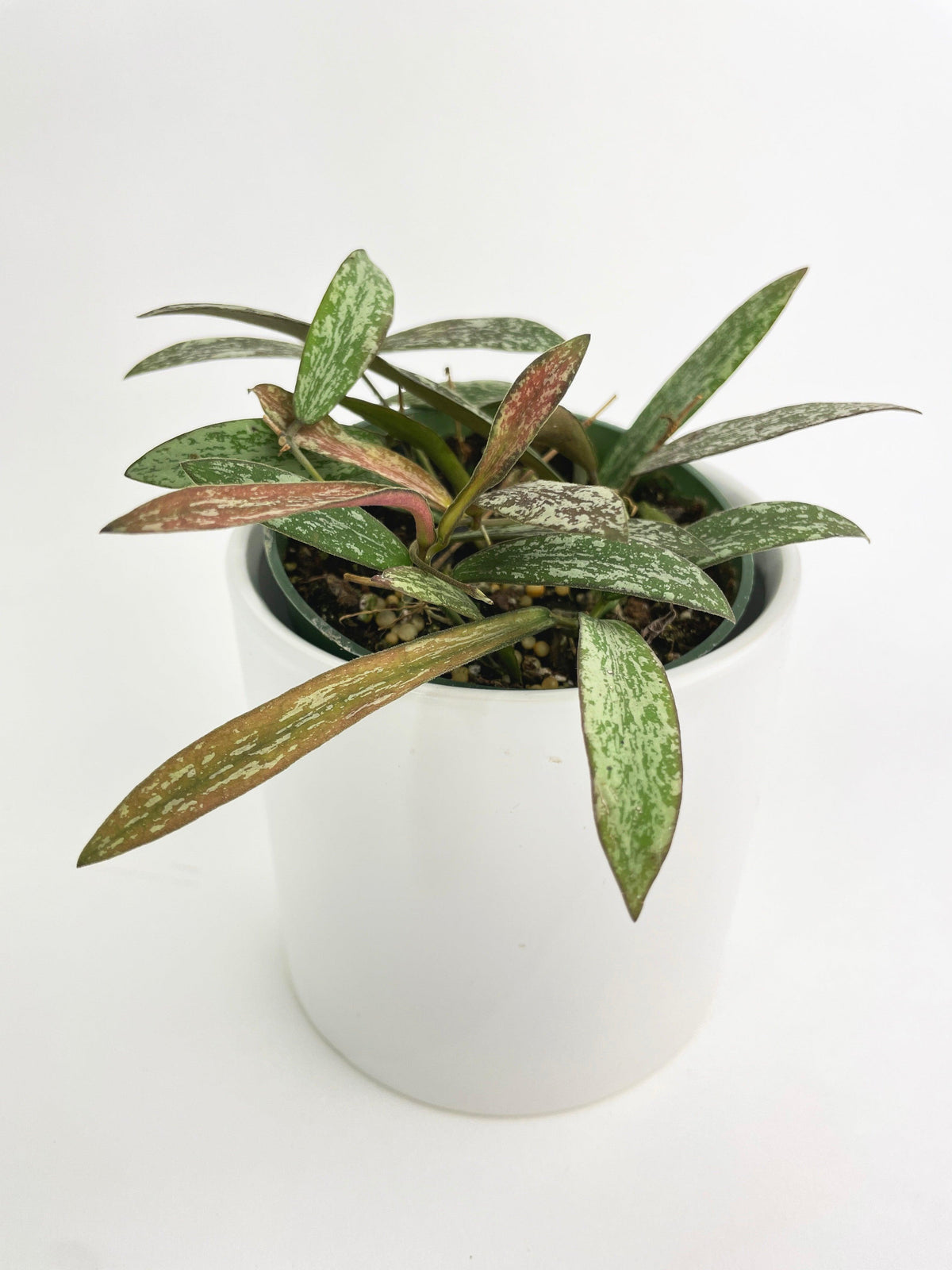 Hoya Sigillatis