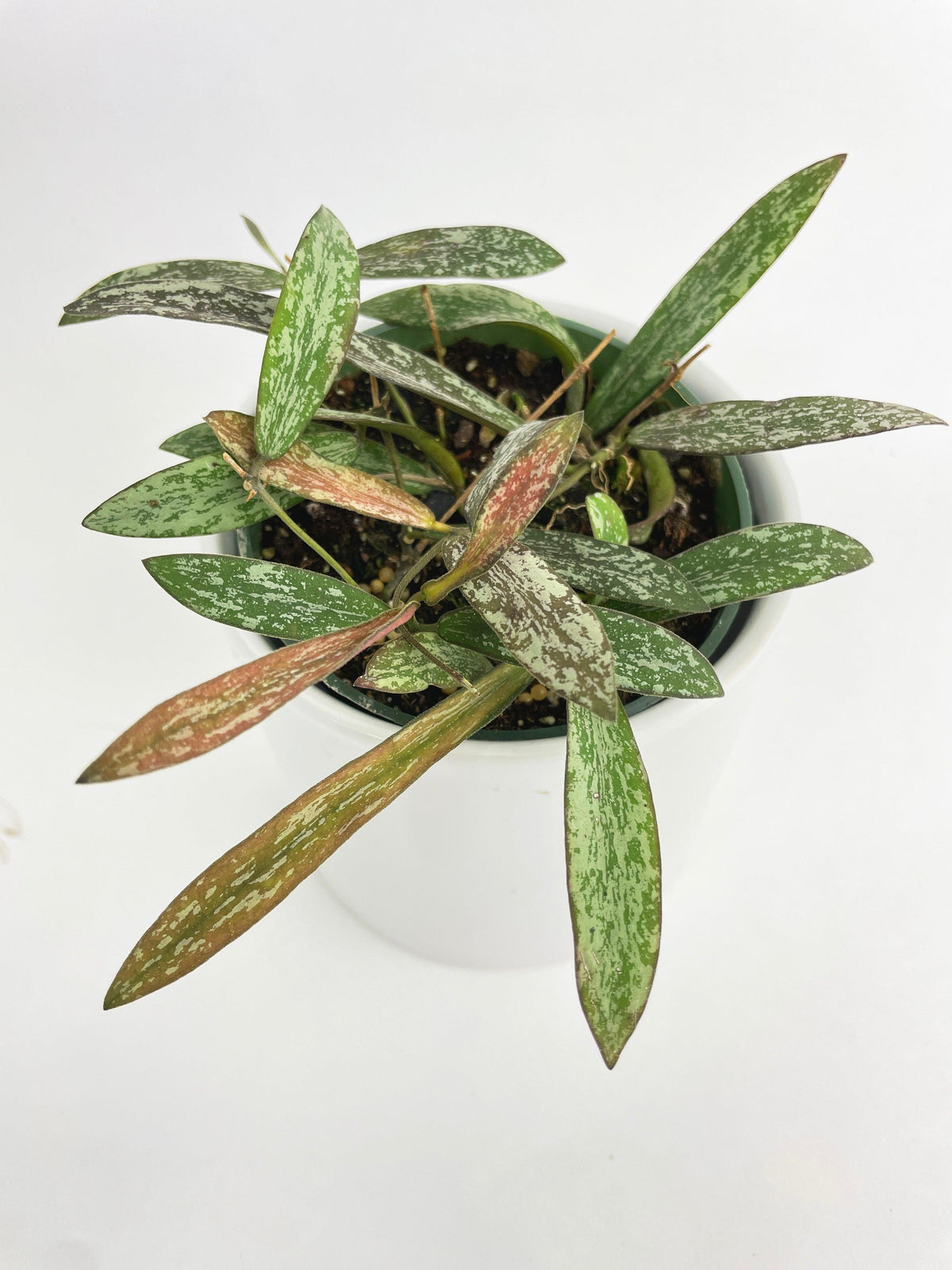Hoya Sigillatis