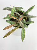 Hoya Sigillatis