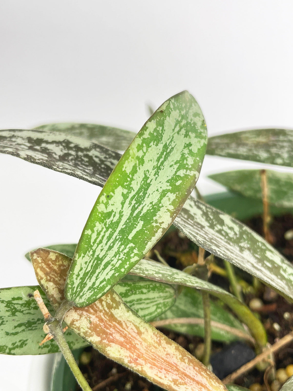 Hoya Sigillatis
