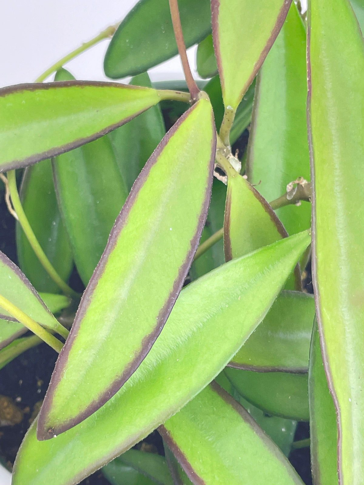 Hoya Wayetii