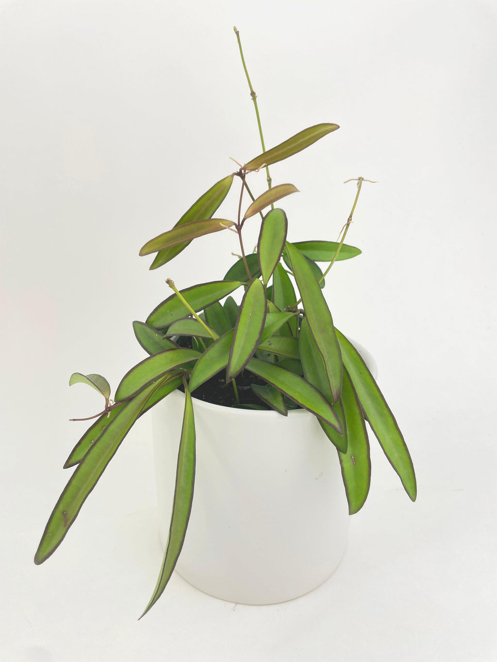 Hoya Wayetii
