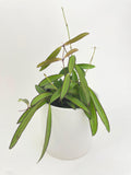 Hoya Wayetii