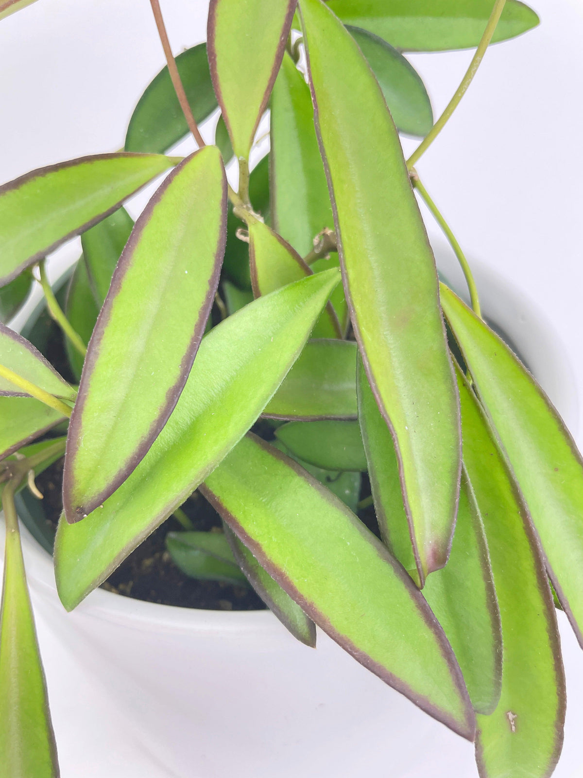 Hoya Wayetii