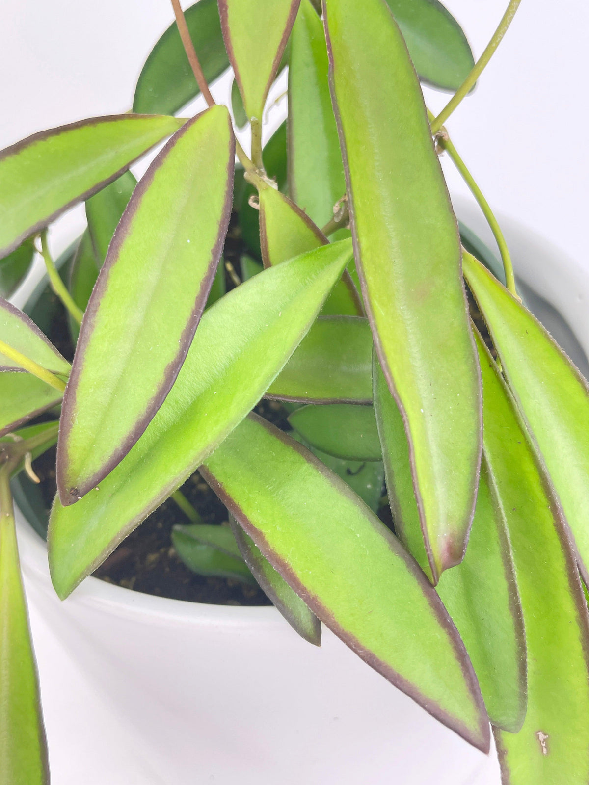 Hoya Wayetii