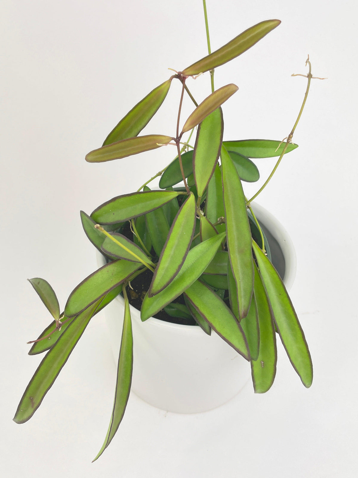 Hoya Wayetii