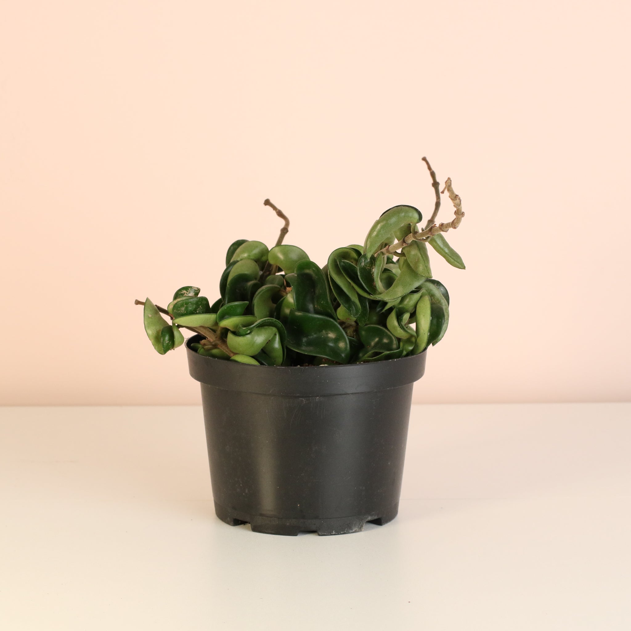 Hoya Compacta Curly Rope Plant