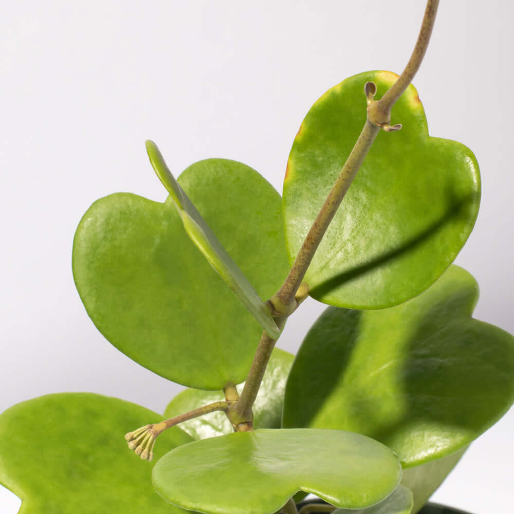 Hoya Kerrii 'Hearts' Sweetheart Valentine Plant