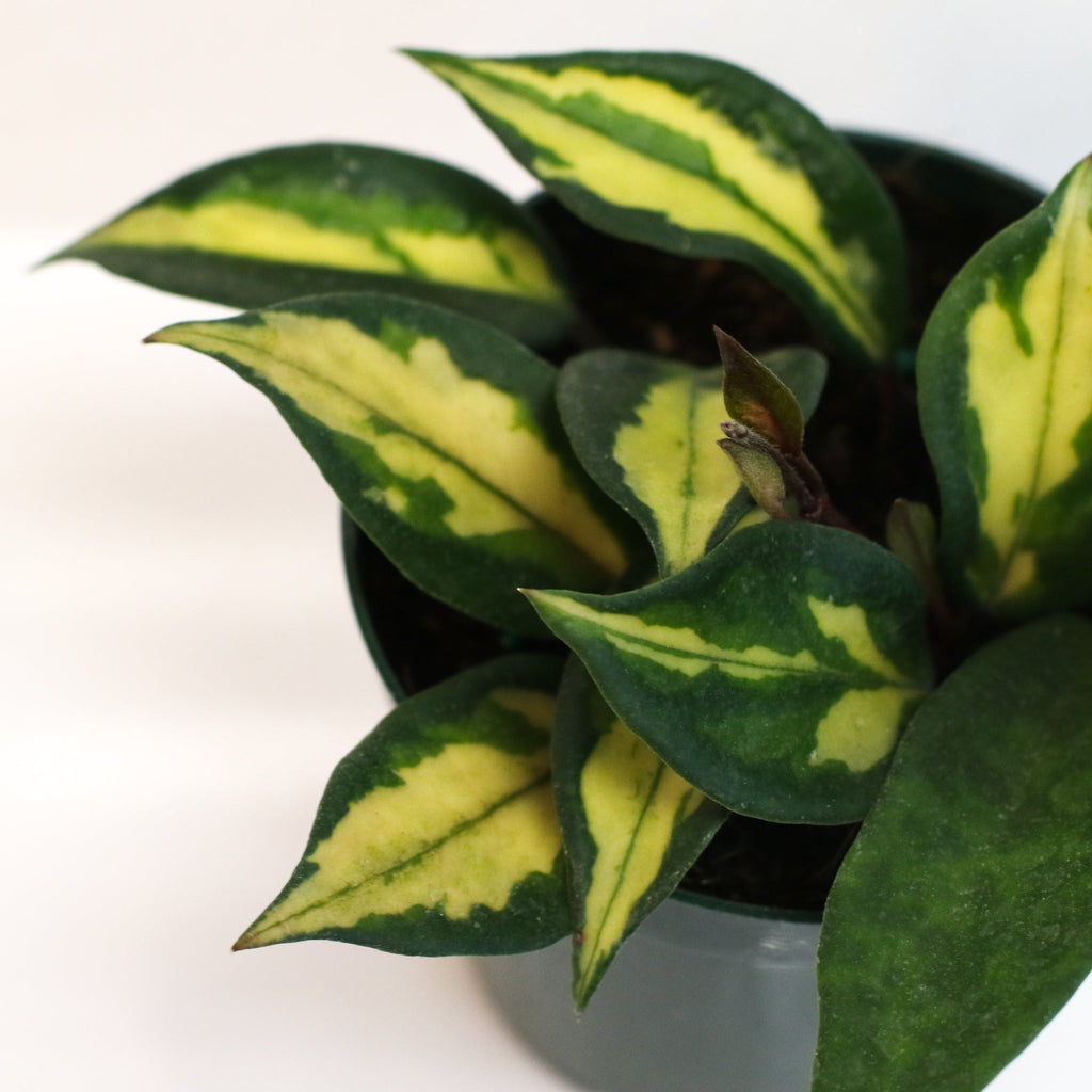 Hoya Krimson Princess Pink Plant