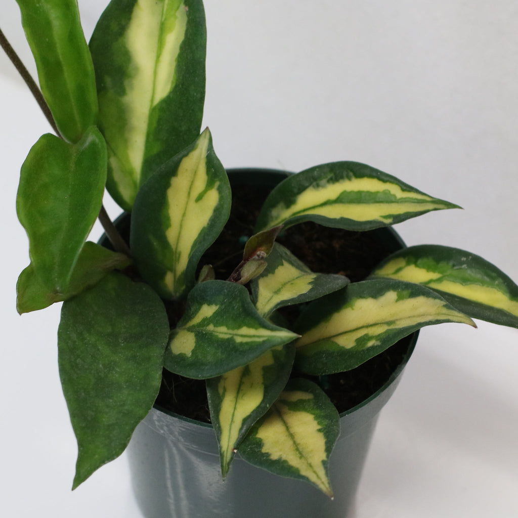 Hoya Krimson Princess Pink Plant