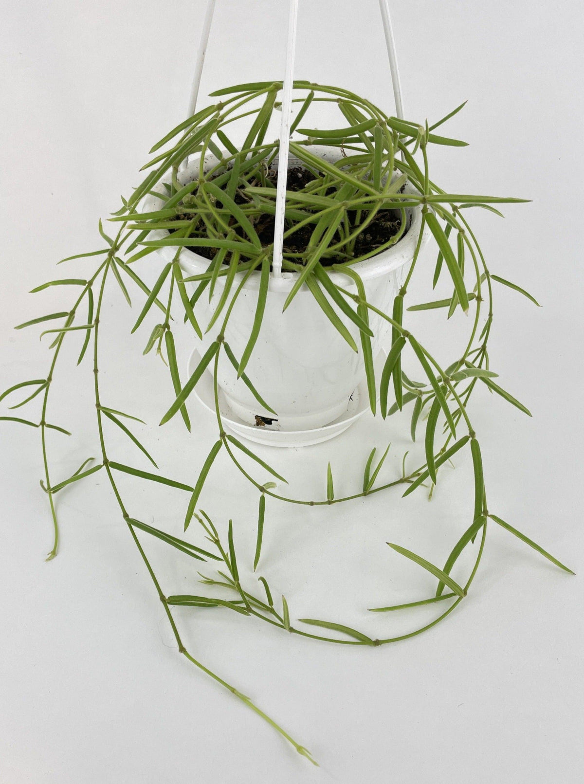 Hoya Linearis