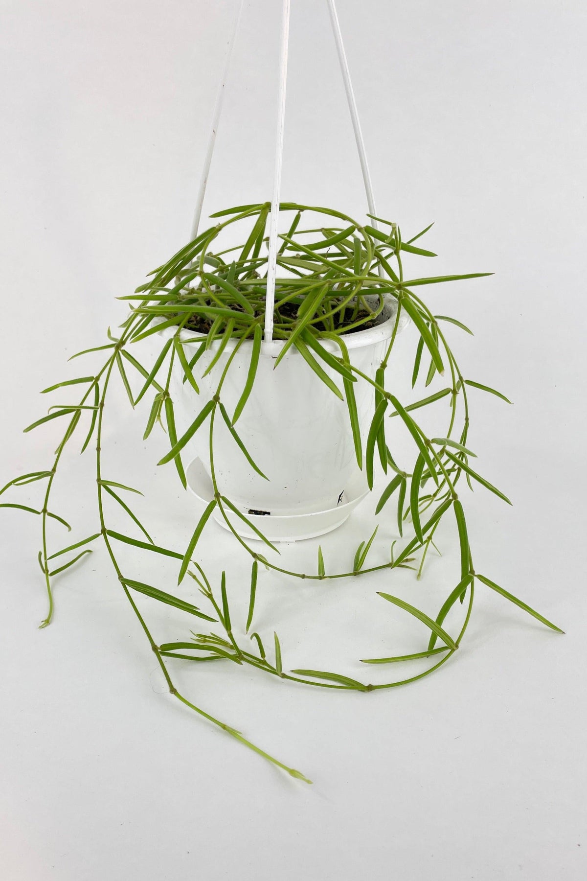 Hoya Linearis