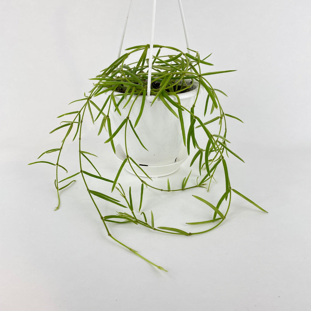 Hoya Linearis