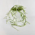 Hoya Linearis