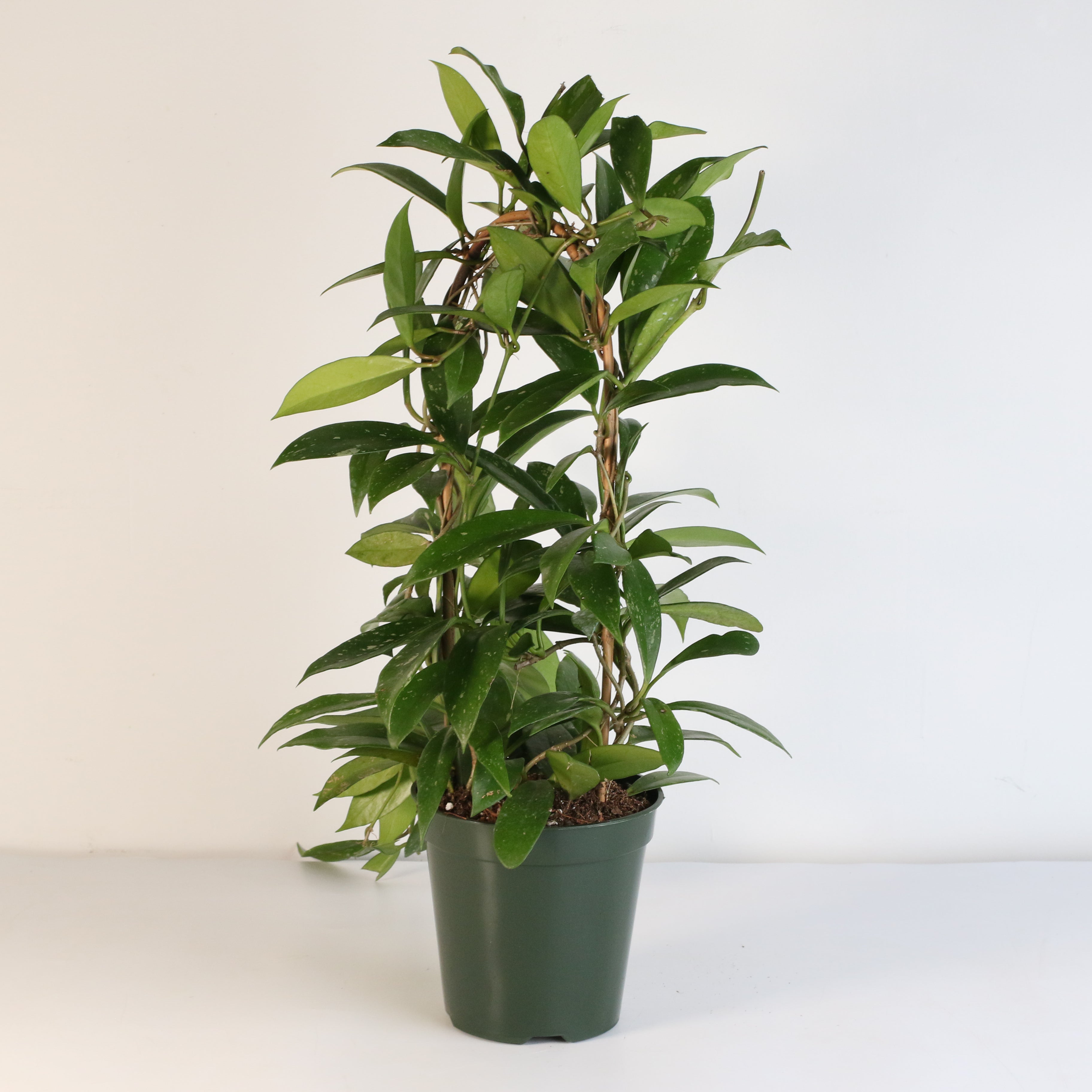Hoya Pubicalyx Splash Vining Plant