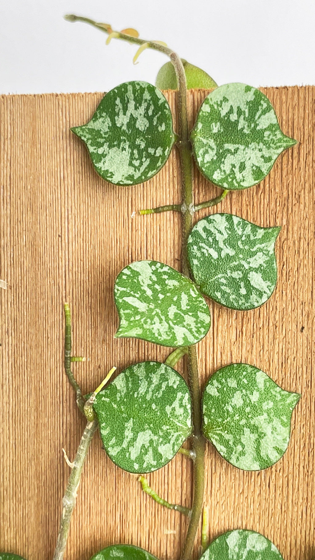 Hoya Curtisii