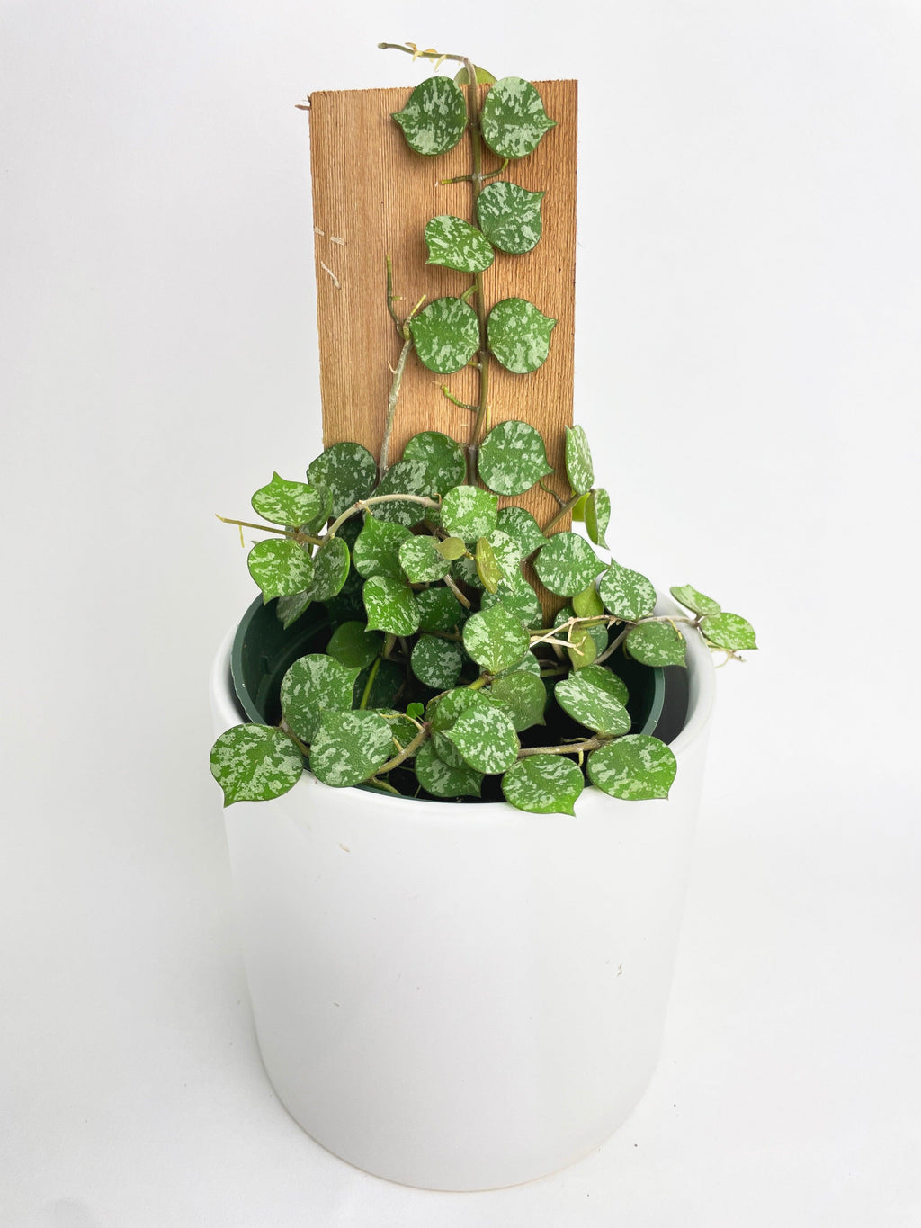 Hoya Curtisii